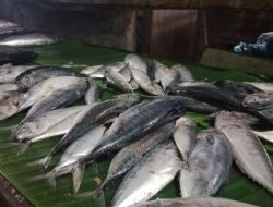 Menjelang Ramadhan, Harga Ikan Tongkol Justru Anjlok di Sabang, Ini Penyebabnya