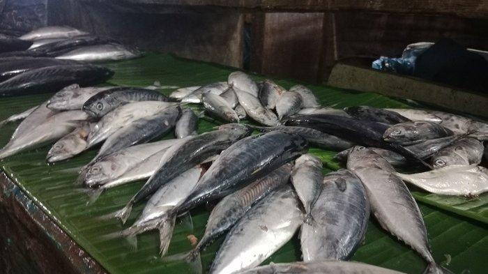 Menjelang Ramadhan, Harga Ikan Tongkol Justru Anjlok di Sabang, Ini Penyebabnya