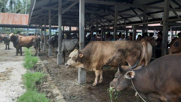 Persediaan Ternak Sapi dan Kerbau untuk Daging Meugang Puasa di Aceh Capai 31.695 Ekor