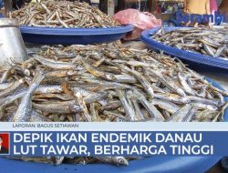 VIDEO Depik Ikan Endemik Danau Lut Tawar, Berharga Ekonomi Tinggi