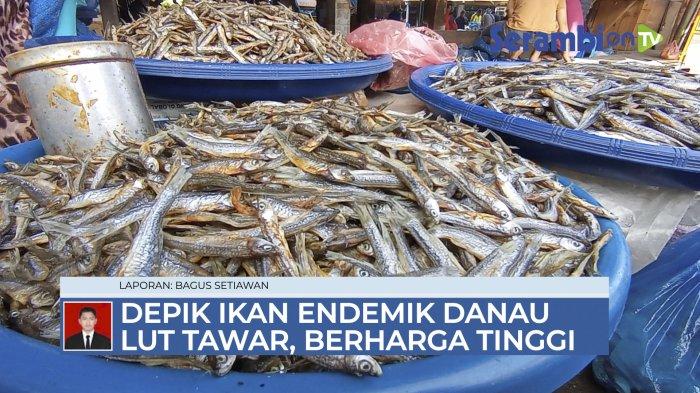 VIDEO Depik Ikan Endemik Danau Lut Tawar, Berharga Ekonomi Tinggi