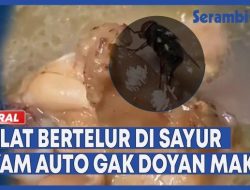 VIDEO – Viral Lalat Bertelur di Sayur Ayam Auto Gak Doyan Makan