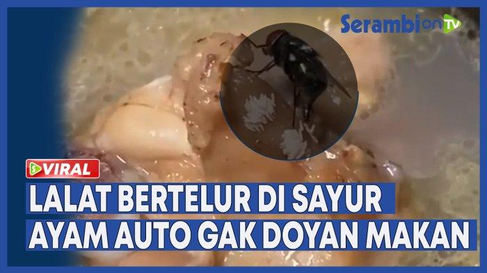 VIDEO - Viral Lalat Bertelur di Sayur Ayam Auto Gak Doyan Makan