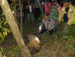 Bertambah Satu Lagi Harimau Kena Jeratan Babi di Aceh Timur, Total Harimau Mati Tiga Ekor