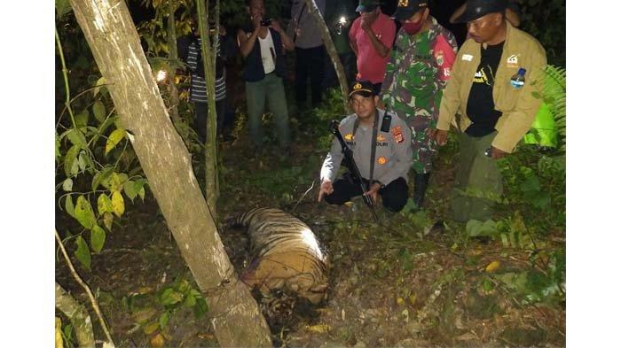Bertambah Satu Lagi Harimau Kena Jeratan Babi di Aceh Timur, Total Harimau Mati Tiga Ekor