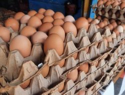 Pekan Ketiga Bulan Ramadhan, Harga Telur di Takengon Naik Capai Rp 42 ribu per Papan 