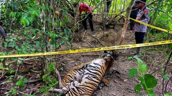 Senin BKSDA Aceh Akan Bedah Bangkai Harimau di Aceh Timur