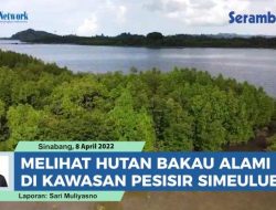 VIDEO Melihat Hutan Bakau yang Tumbuh Alami di Kawasan Pesisir Simeulue