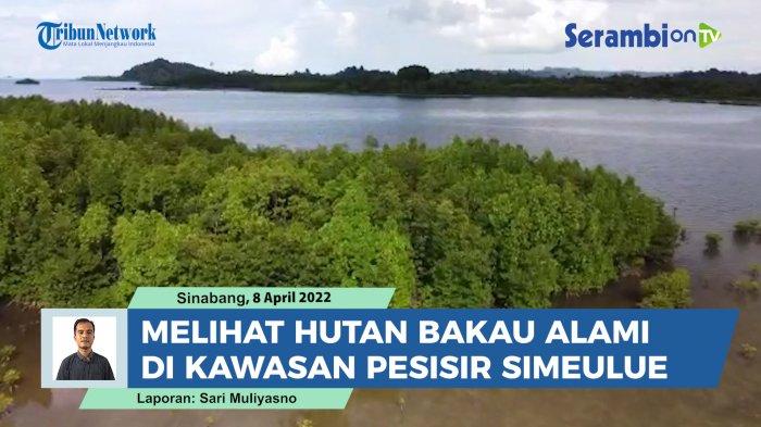 VIDEO Melihat Hutan Bakau yang Tumbuh Alami di Kawasan Pesisir Simeulue