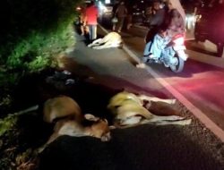 6 Sapi Berkeliaran di Jalan Nasional di Pidie Tertabrak Avanza, 3 Mati, 3 Selamat, Mobil Rusak Parah