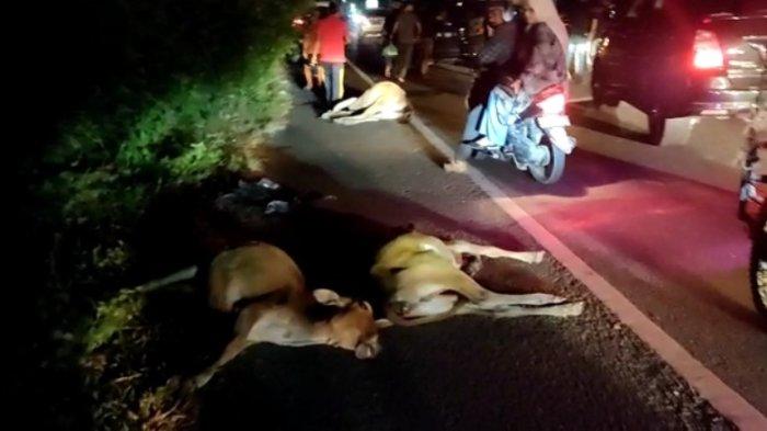 6 Sapi Berkeliaran di Jalan Nasional di Pidie Tertabrak Avanza, 3 Mati, 3 Selamat, Mobil Rusak Parah