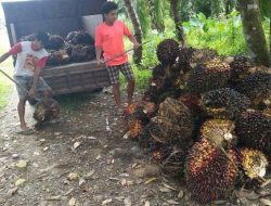 Alhamdulillah, Harga TBS Sawit di Aceh Singkil Kembali Merangkak Naik, Segini Harganya Sekarang