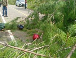 Angin Kencang Telan Korban di Bener Meriah, Pemetik Kopi Meninggal Tertimpa Pohon Saat Bekerja