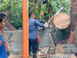 Angin Kencang di Aceh Besar, Dua Rumah Tertimpa Pohon Tumbang di Gampong Ateuk Lam Ura 