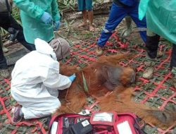 BKSDA Selamatkan Orangutan yang Terjebak di Perkebunan di Aceh Timur