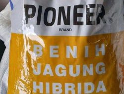 Bibit Jagung Pioneer Langka di Gayo Lues