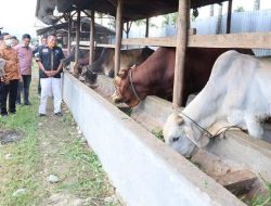 Di Aceh Tenggara Belum Ditemukan Kasus Wabah PMK