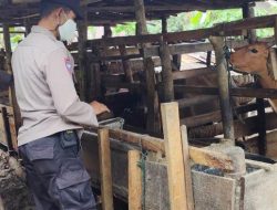 Mobil Angkut Sapi Dipaksa Putar Balik, Polisi Sekat Perbatasan Aceh-Sumut