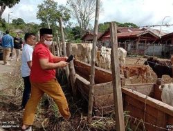 PMK Bisa Ancam Kebutuhan Daging Kurban, Pemerintah Aceh Harus Gerak Cepat