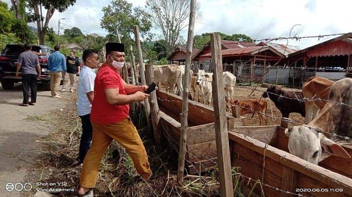 PMK Bisa Ancam Kebutuhan Daging Kurban, Pemerintah Aceh Harus Gerak Cepat