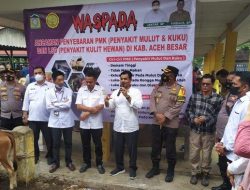 PMK Meluas di Aceh Besar, 174 Sapi di 9 Kecamatan Terinfeksi Virus Mulut Kuku