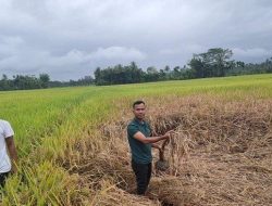 Petani di Pidie Mengeluh, Tanaman Padi Diserang Hama, Hasil Panen Berkurang?