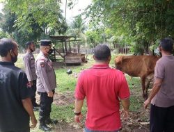 Polres Sabang Cek Ternak di Penangkaran, Pantau Penyakit Mulut dan Kuku