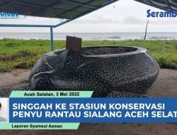 Singgah ke Stasiun Konservasi Penyu Rantau Sialang, Tempat Pelestarian Tukik Pantai Barat Selatan