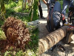 Tertimpa Pohon Saat Petik Buah Kopi, Warga Bener Meriah Meninggal, Begini Kronologis Kejadiannya 