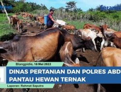 VIDEO Cegah PMK, Dinas Pertanian dan Polres Abdya Pantau Hewan Ternak