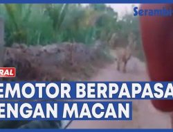 VIDEO Detik-detik Menegangkan Saat Pengendara Motor Berpapasan dengan Seekor Macan