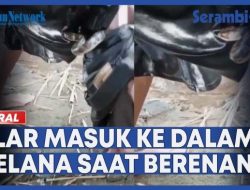 VIDEO – Heboh, Ular Masuk ke dalam Celana saat Berenang