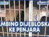 VIDEO Kambing Dijebloskan ke Penjara Karena Makan Rumput Tetangga, Polisi Dilibatkan