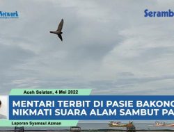 VIDEO Mentari Terbit di Pasie Bakongan, Nikmati Suara Alam Menyambut Pagi