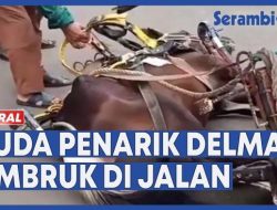 VIDEO Viral Diduga Kelelahan Kuda Penarik Delman Ambruk di Jalan dalam Kondisi Lemas