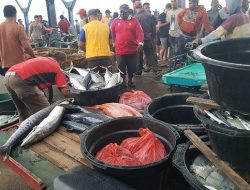 Tangkapan Boat Ikan di PPS Lampulo per Hari Capai 130 Ton, Harga Ikan Kualitas Medium Mulai Turun