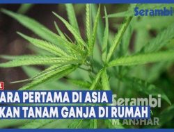 Thailand akan Bagi-bagi Ganja Untuk Menarik Kunjungan Wisatawan